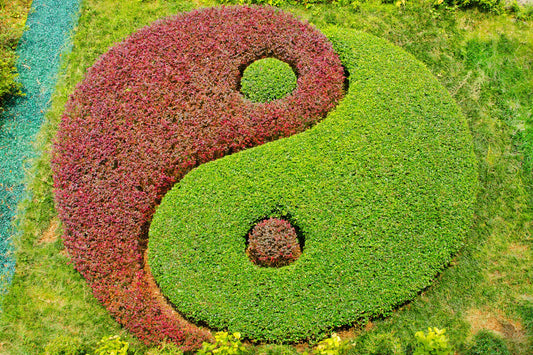 Embracing Reflection as We Transition from Leo to Virgo: A Journey from Yang to Yin Energy